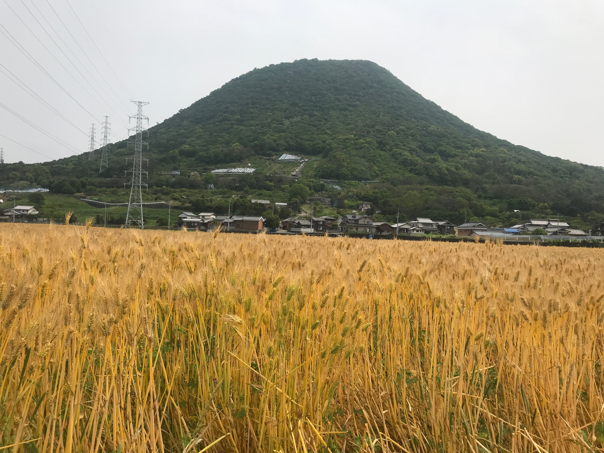 2020年度収穫香川県産小麦 「さぬきの夢」100%使用生うどん